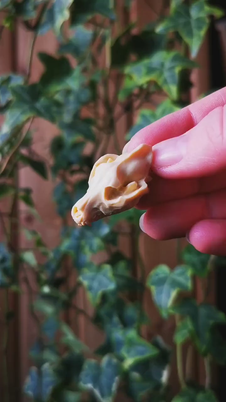 Anhänger Wolf Schädel aus Harz, Wolfsschädel Kette als Mittelalter Schmuck, Gothic Schmuck für Dark Academia Outfit, Tier Schädel Anhänger