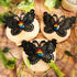Schmetterling Haarclip Regenbogen schwarz